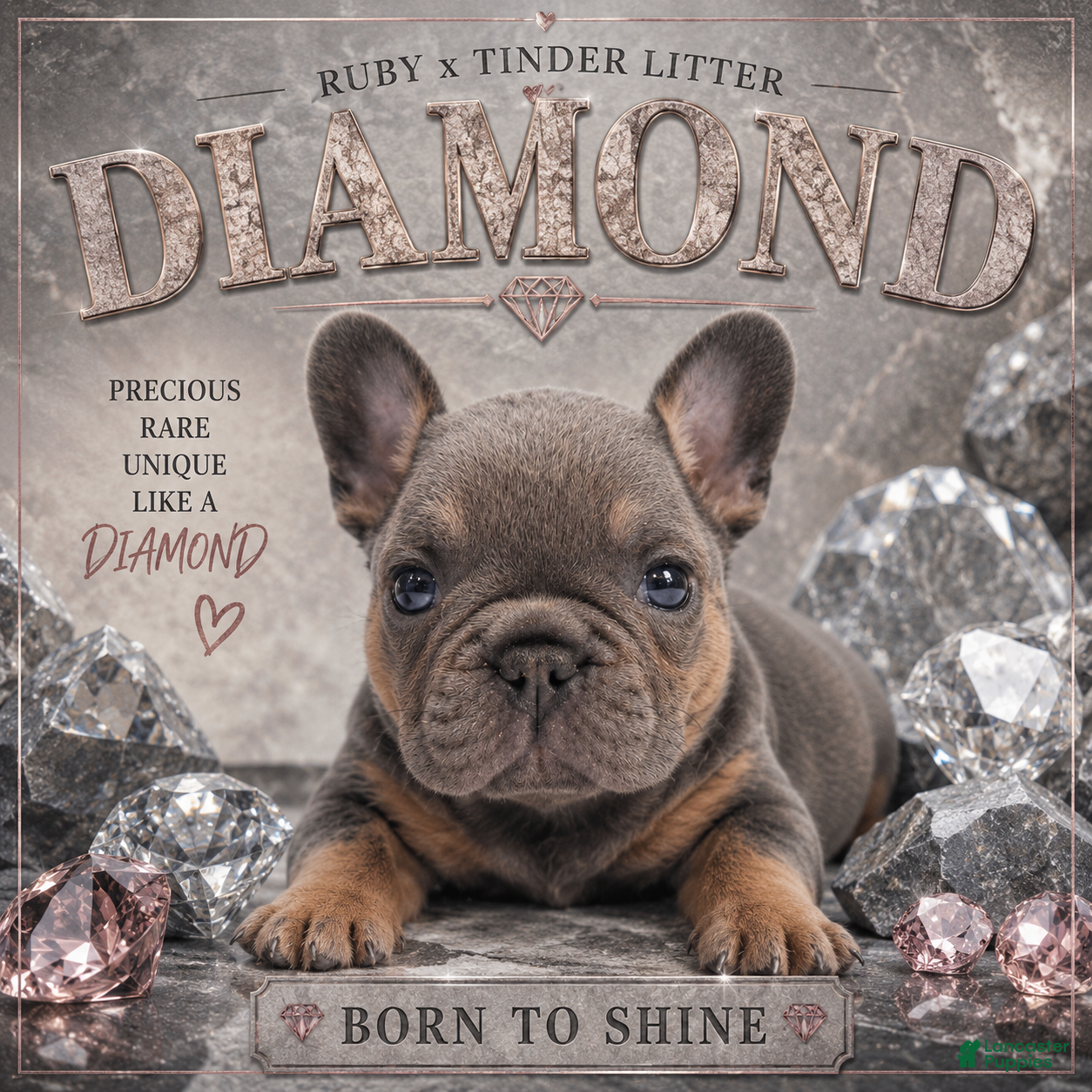 French Bulldog dogs Diamond  - Ad 2