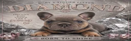 French Bulldog dogs for sale: Diamond  - Ad 1