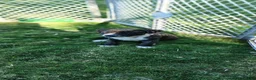 American Pit Bull Terrier dogs for sale: American Pit Bull Terrier 2 - Ad 9