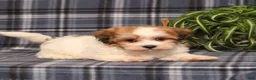 Teddy Bear dogs for sale: Fargo - Ad 3