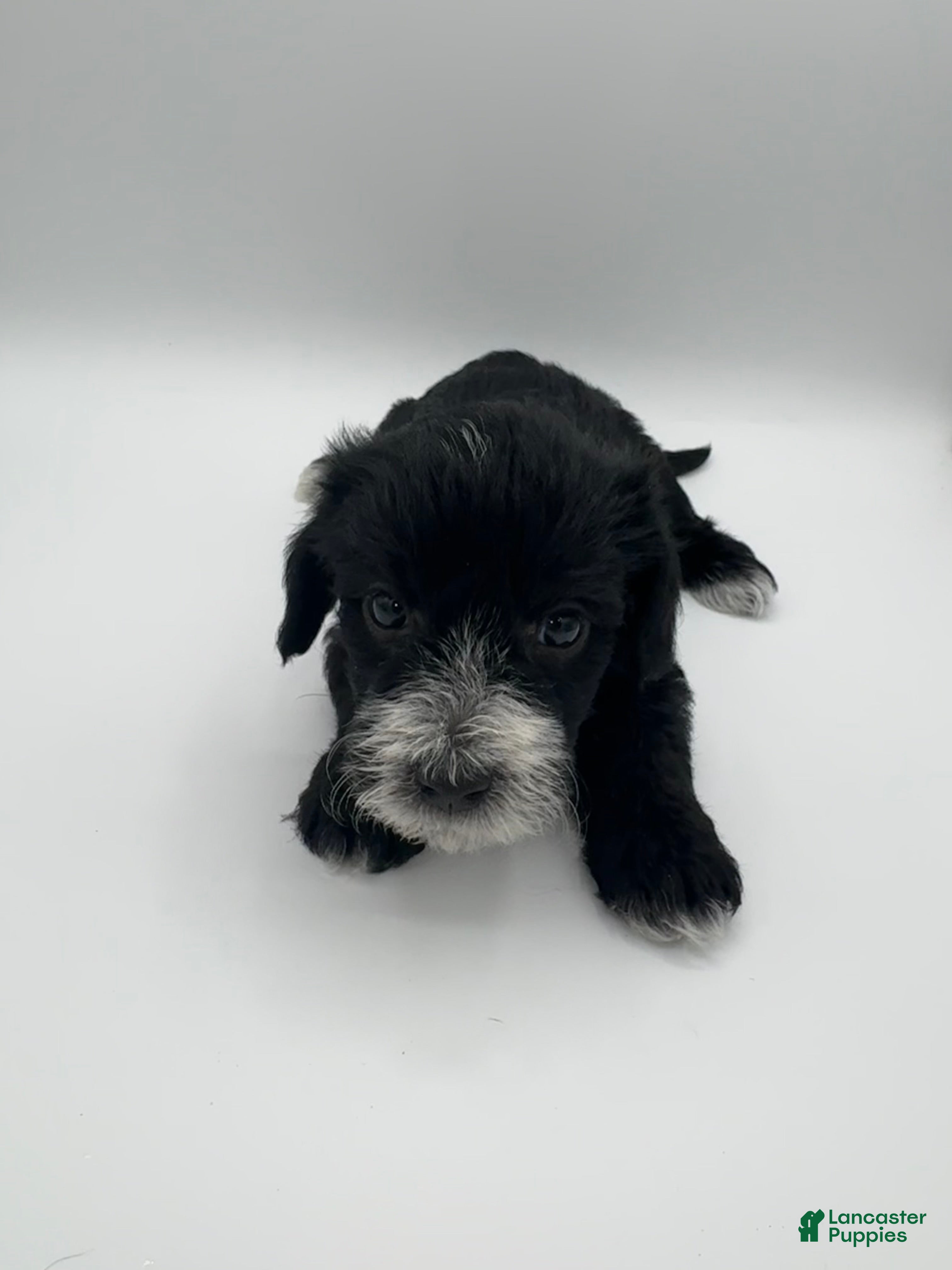 Schnoodle dogs Schnoodle 3 - Ad 22