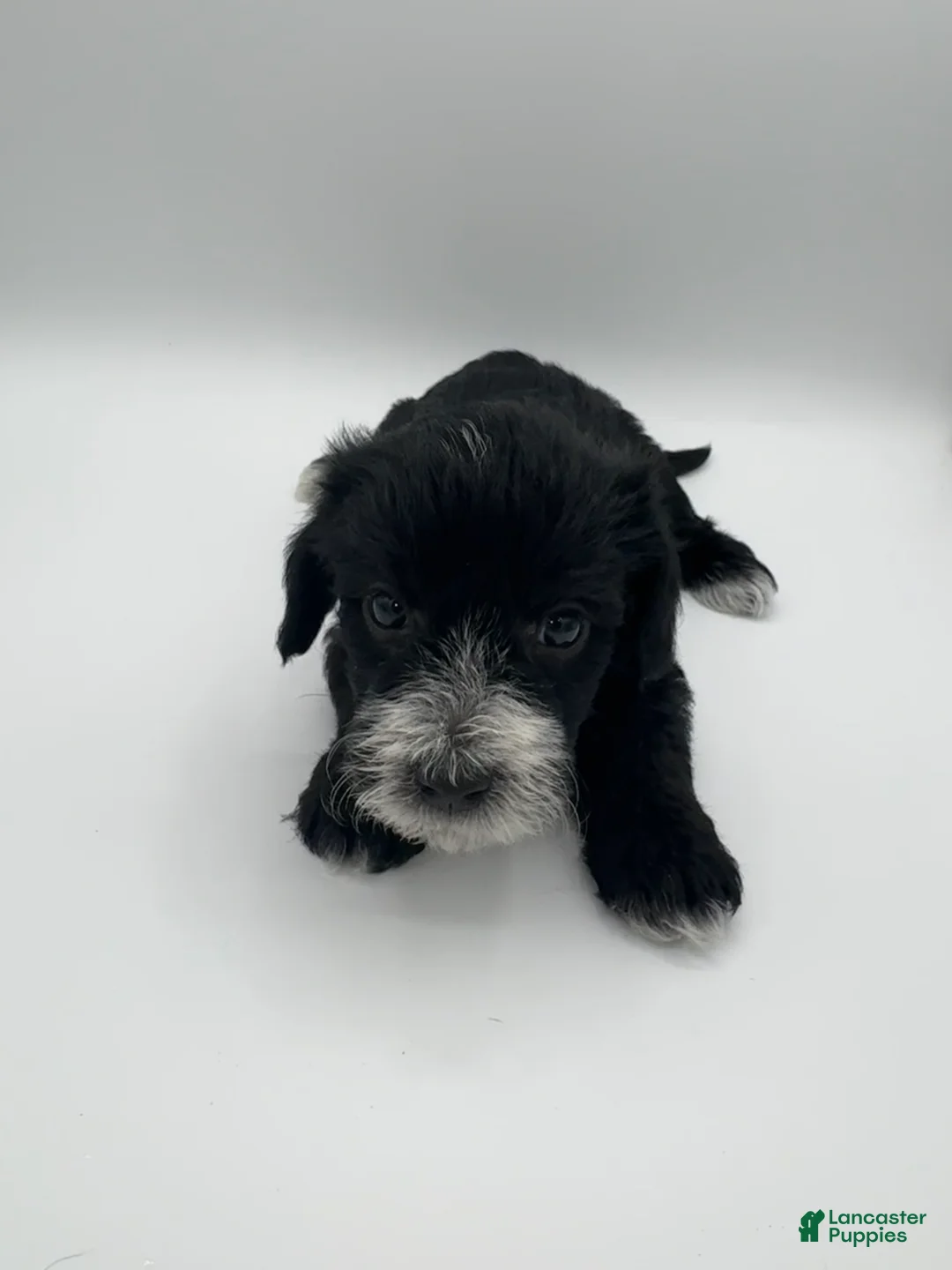 Schnoodle dogs for sale: Schnoodle 3 - Ad 1