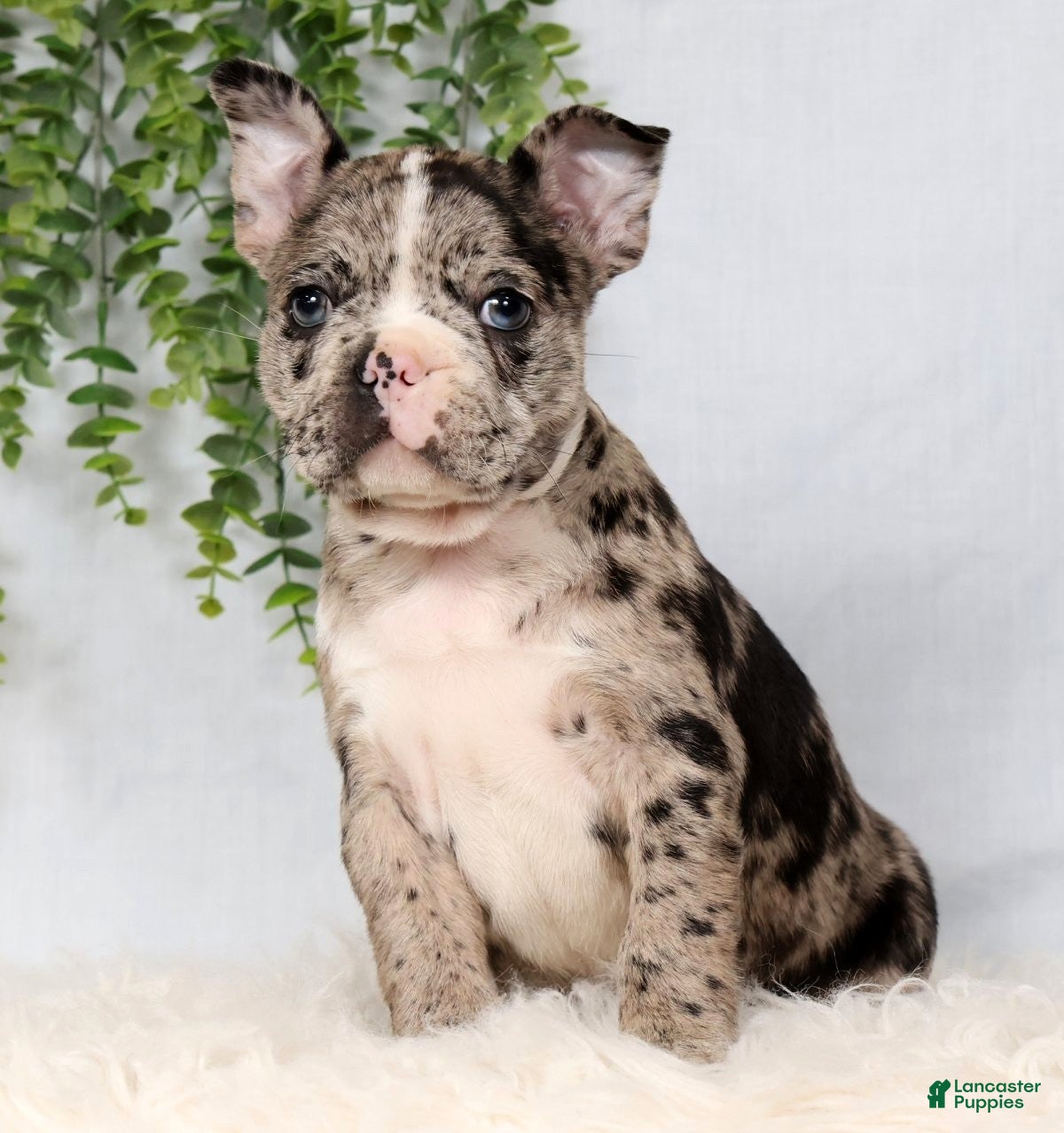 Frenchton dogs Tornado - Ad 2