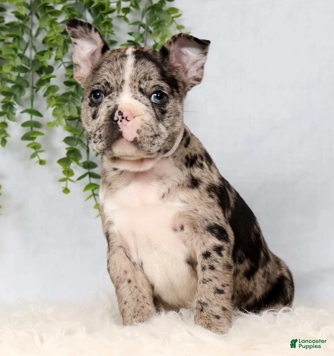 Frenchton dogs for sale: Tornado - Ad 2