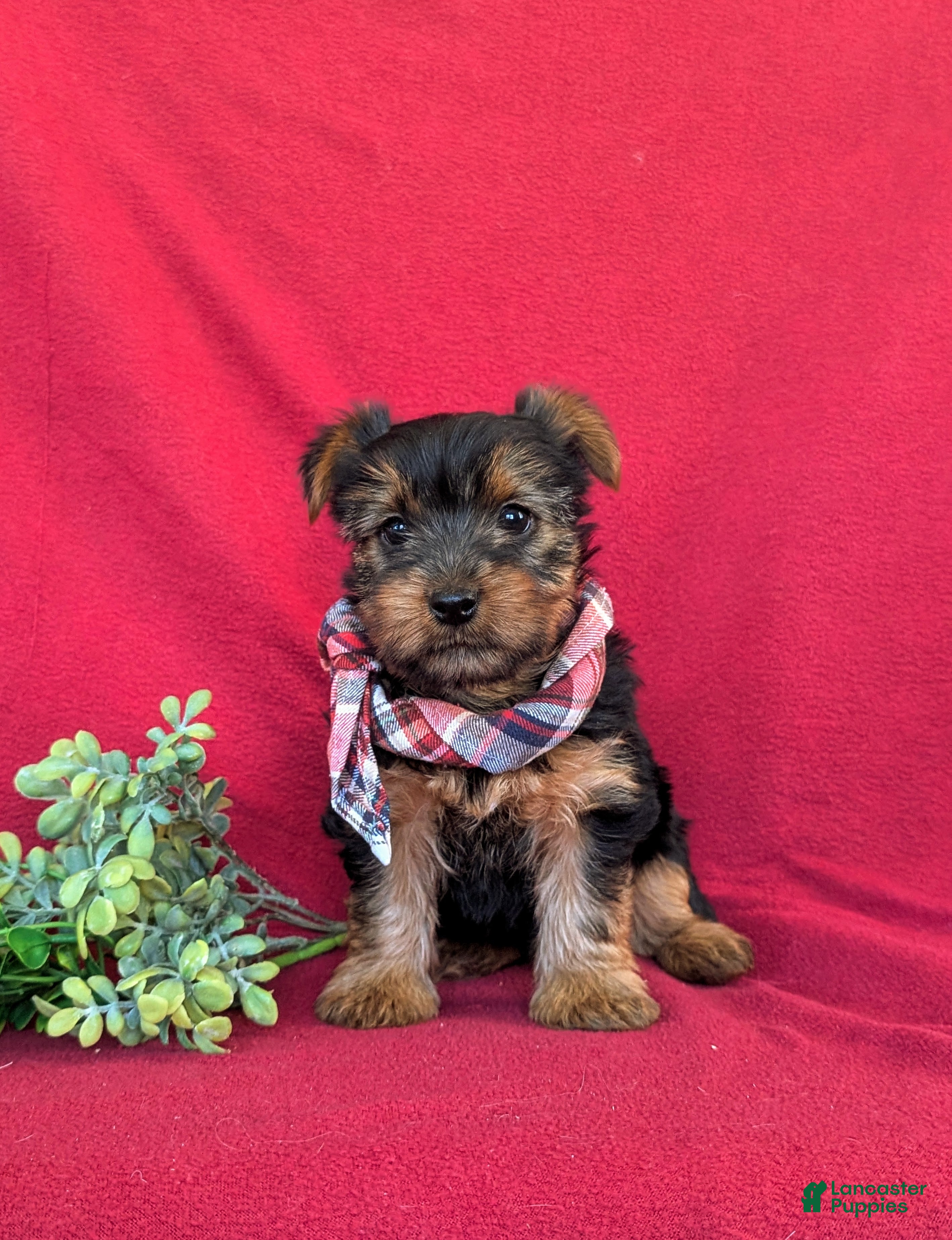Yorkshire Terrier dogs Kennedy - Ad 2