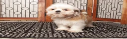 Shih Tzu dogs for sale: Cookie - Ad 2