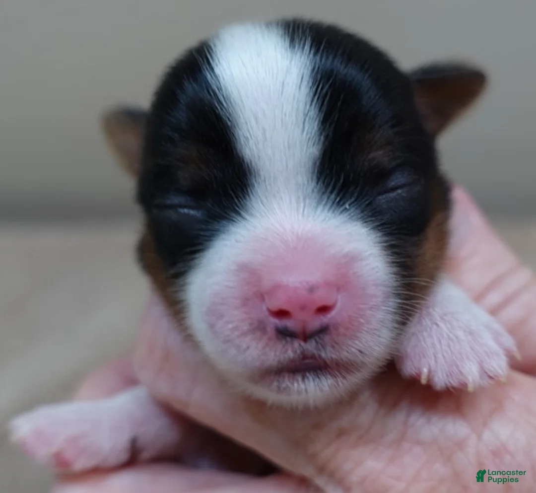 Yorkshire Terrier dogs for sale: Winter - Ad 8