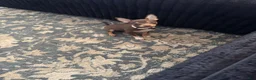 Chihuahua dogs for sale: Chihuahua 4 ready to go  - Ad 4