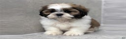 Shih Tzu dogs for sale: Chloe - Ad 1