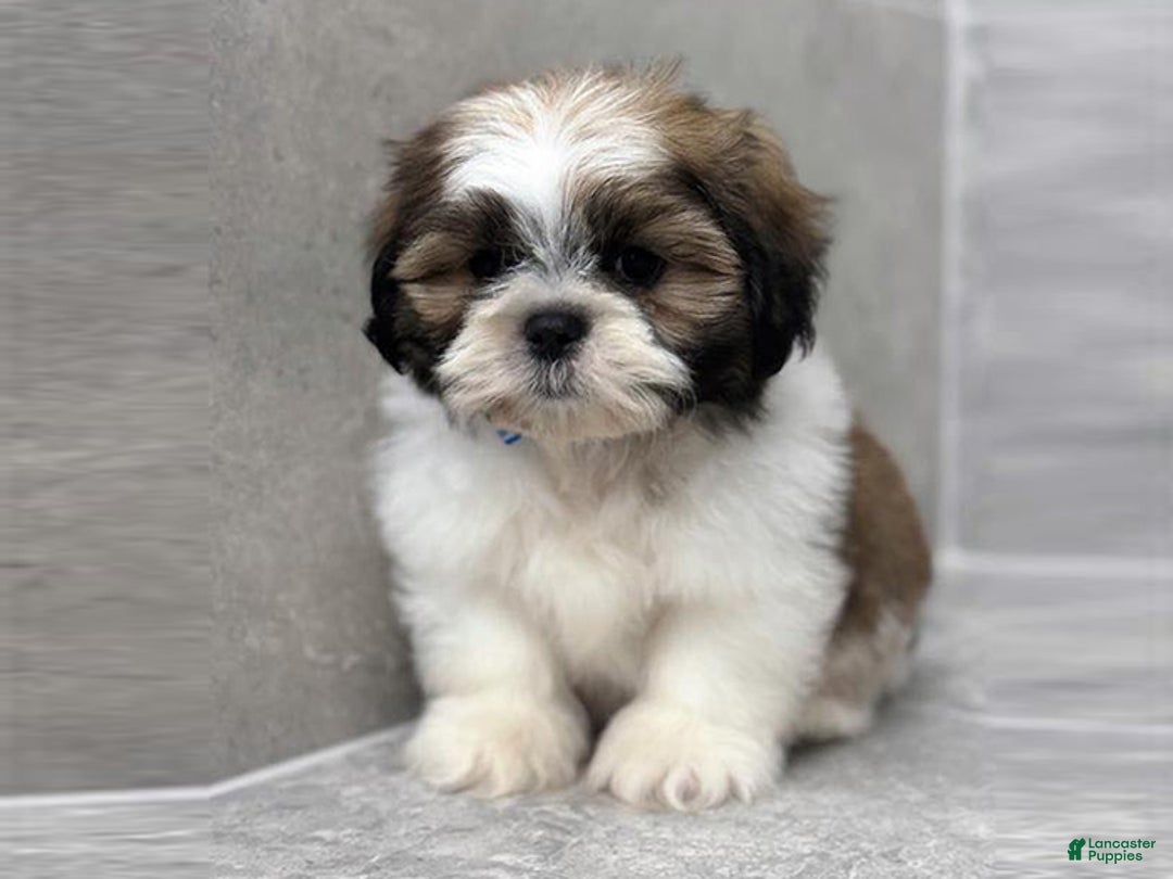 Shih Tzu dogs for sale: Chloe - Ad 1
