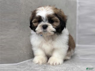 Shih Tzu dogs Chloe - Ad 31
