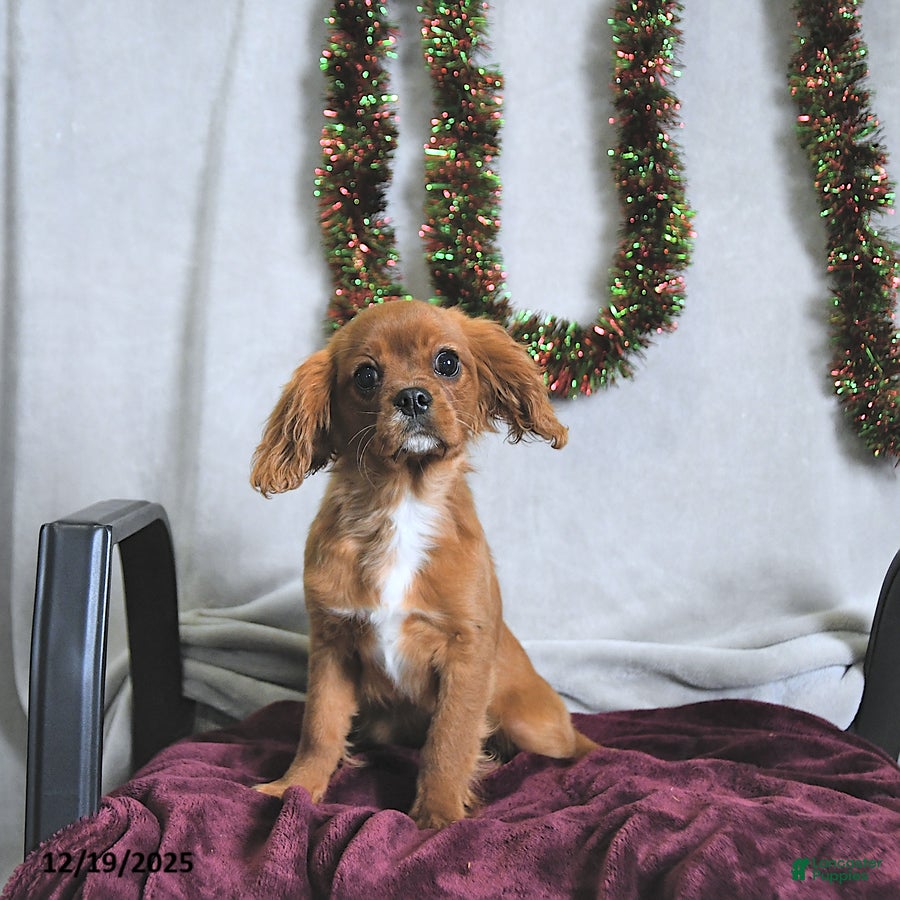 Cavalier King Charles Spaniel dogs Winston - Ad 7