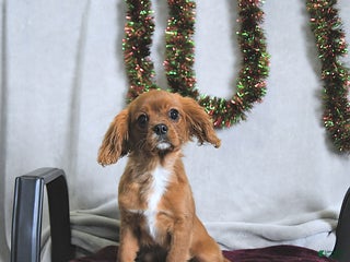 Cavalier King Charles Spaniel dogs Winston - Ad 7