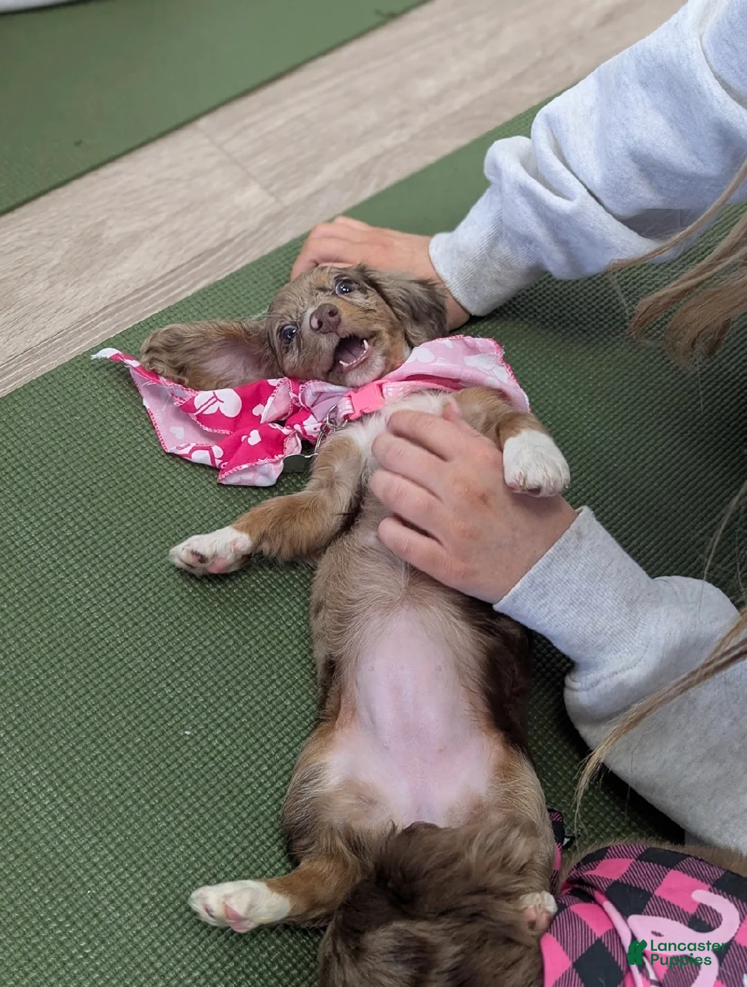 Miniature Dachshund dogs for sale: Tina - Ad 4