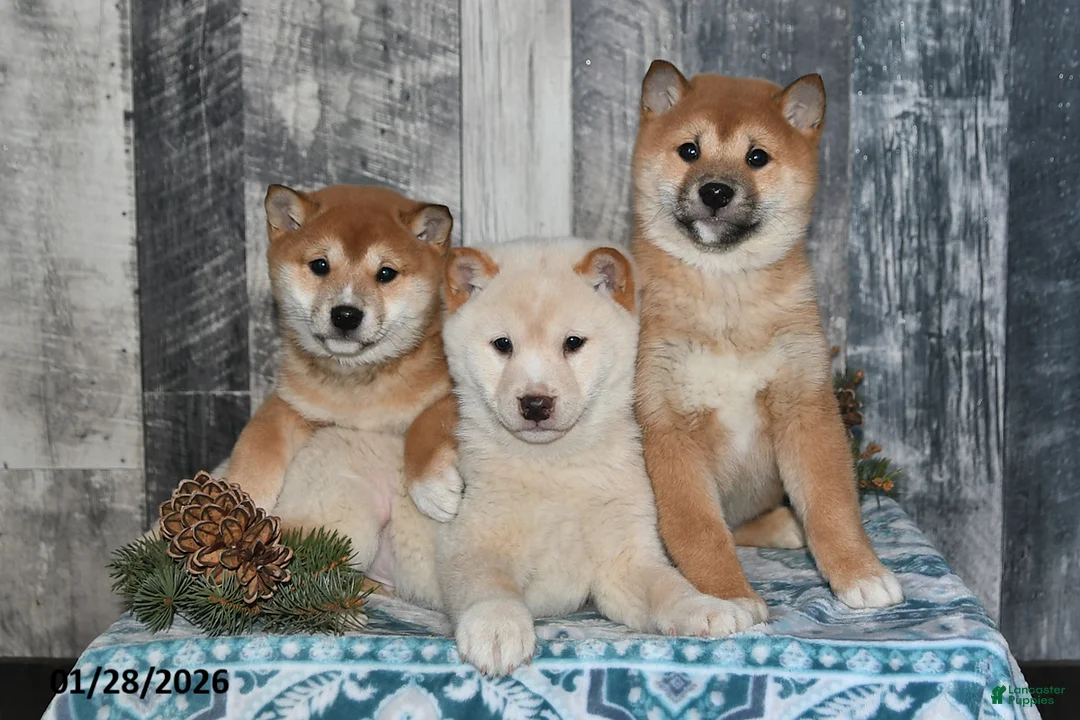 Shiba Inu dogs for sale: Jasper - Ad 3