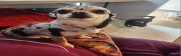 Chihuahua dogs for sale: Couture  - Ad 3