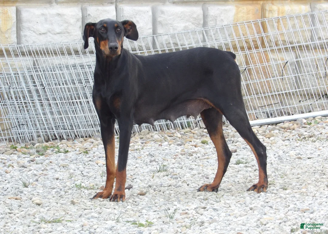 Doberman Pinscher dogs for sale: Max - Ad 6