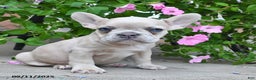 French Bulldog dogs for sale: Fiona - Ad 5