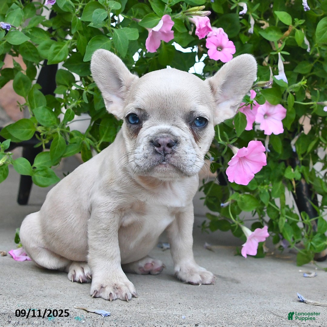 French Bulldog dogs for sale: Fiona - Ad 5