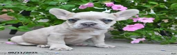 French Bulldog dogs for sale: Fiona - Ad 5