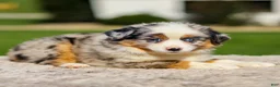 Miniature Australian Shepherd dogs for sale: Harmony - Ad 2