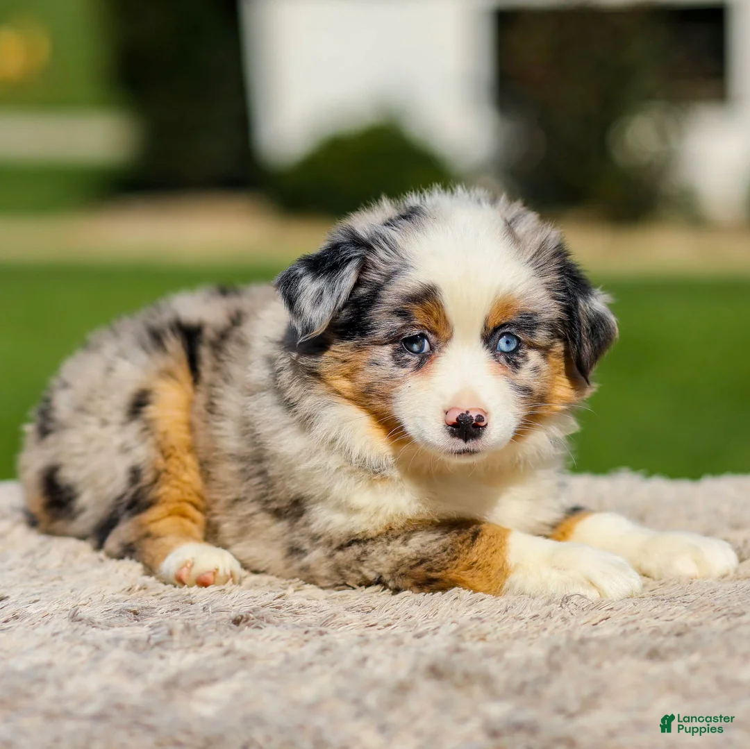 Miniature Australian Shepherd dogs for sale: Harmony - Ad 2