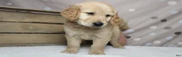 Golden Retriever dogs for sale: Babka - Ad 4