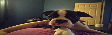 Wilbur Boston Terrier 1