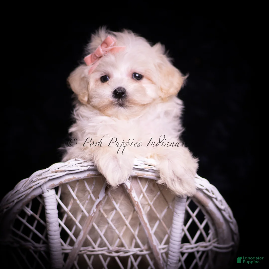 Maltipoo dogs for sale: Mimi - Ad 7
