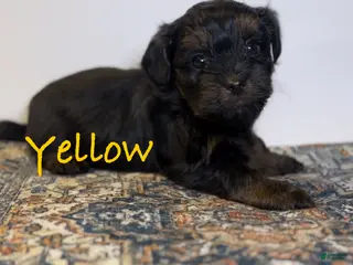 Yorkshire Terrier dogs King - Ad 15