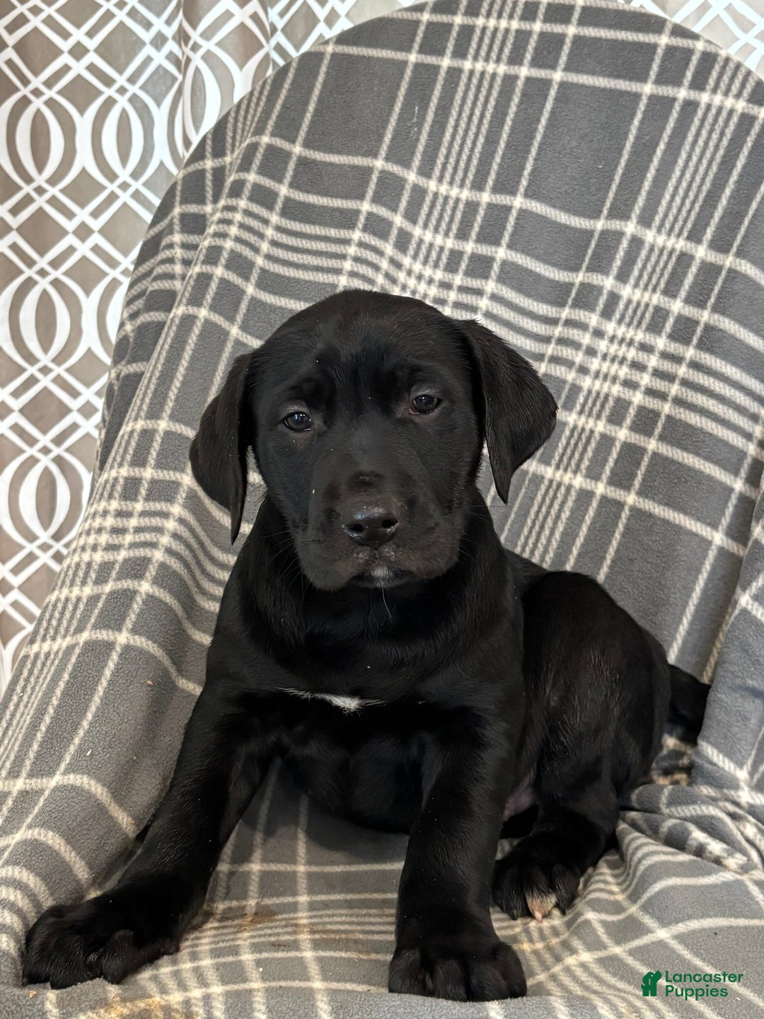 Mixed Breed dogs for sale: Mixed Breed Puppy 3 - Ad 4