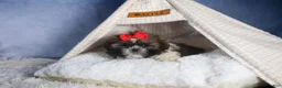 Shih Tzu dogs for sale: CHARLIE - Ad 13