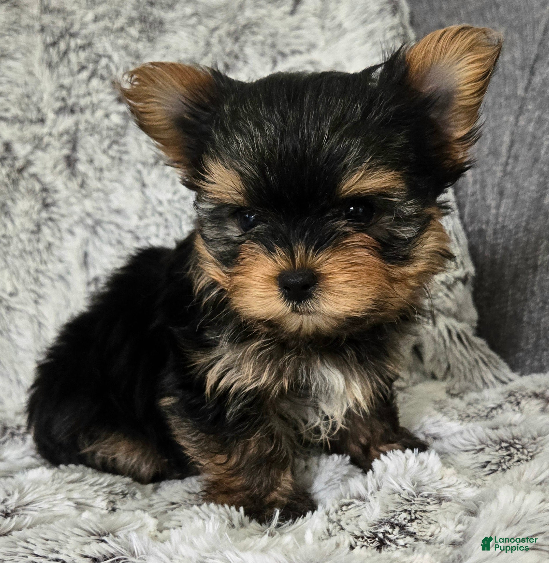 Yorkshire Terrier dogs Prince - Ad 2
