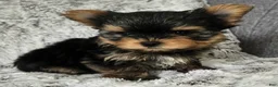 Yorkshire Terrier dogs for sale: Prince - Ad 2
