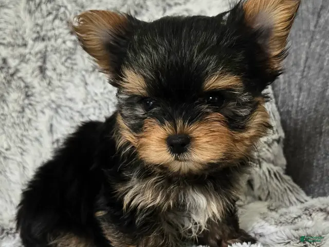 Yorkshire Terrier dogs Prince - Ad 2