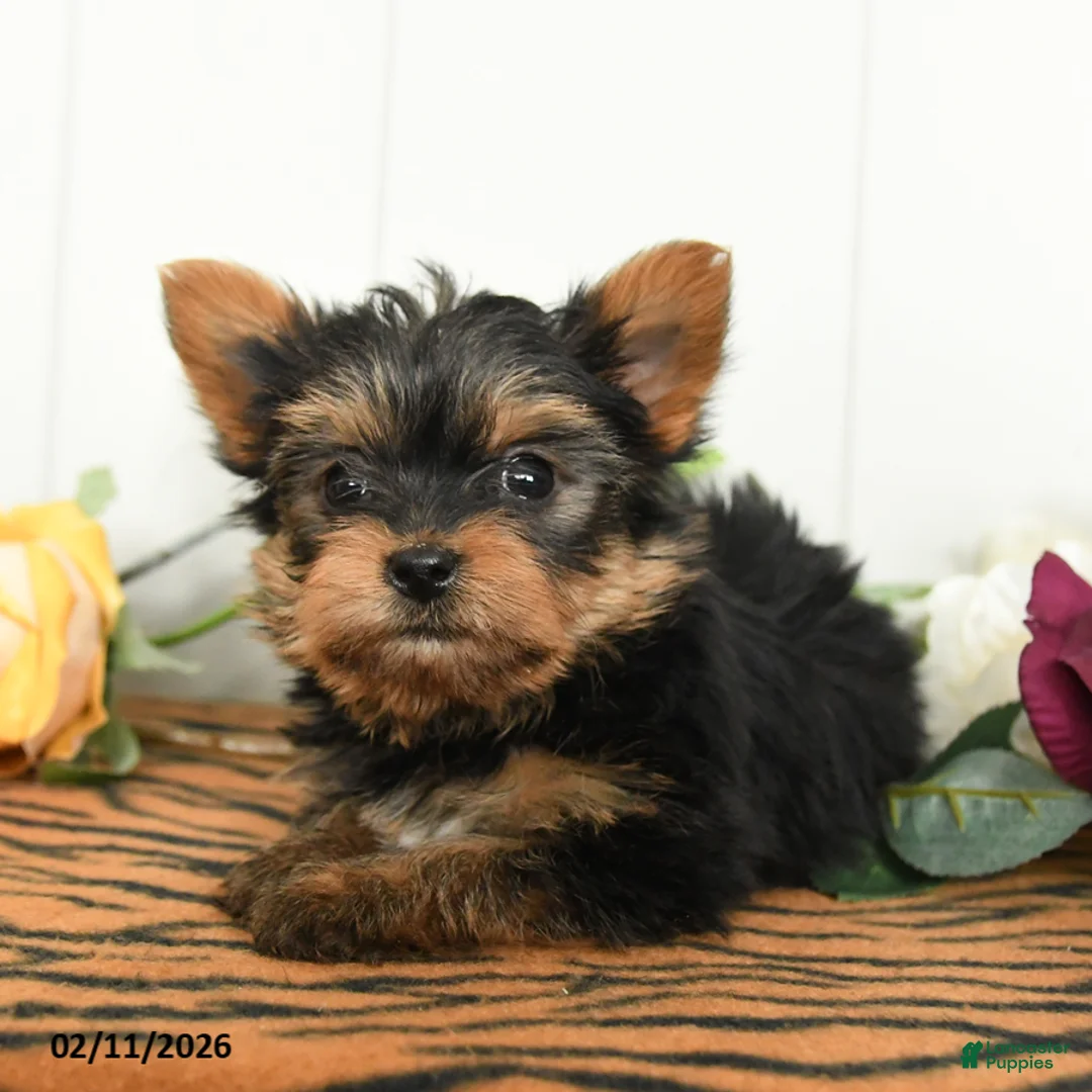 Yorkshire Terrier dogs for sale: Milo - Ad 3