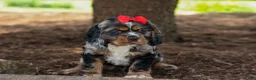 Cocker Spaniel dogs for sale: Brunson 🐶💙 - Ad 3