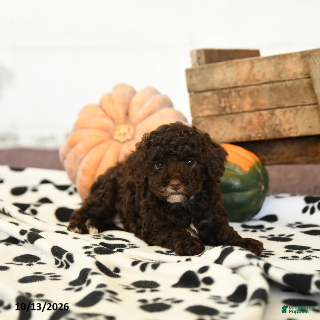 Toy Poodle dogs for sale: Dixie - Ad 3