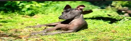 Xoloitzcuintle dogs for sale: Xoloitzcuintle Puppy 1 - Ad 6