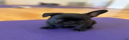 French Bulldog dogs for sale: Teal Aka Snuffy - Ad 3