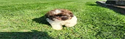 Shihpoo dogs for sale: Luigi - Ad 8