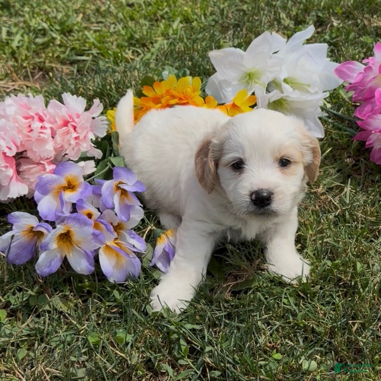 Mini Goldendoodle dogs Indy - Ad 2