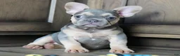 French Bulldog dogs for sale: Maples - Ad 8