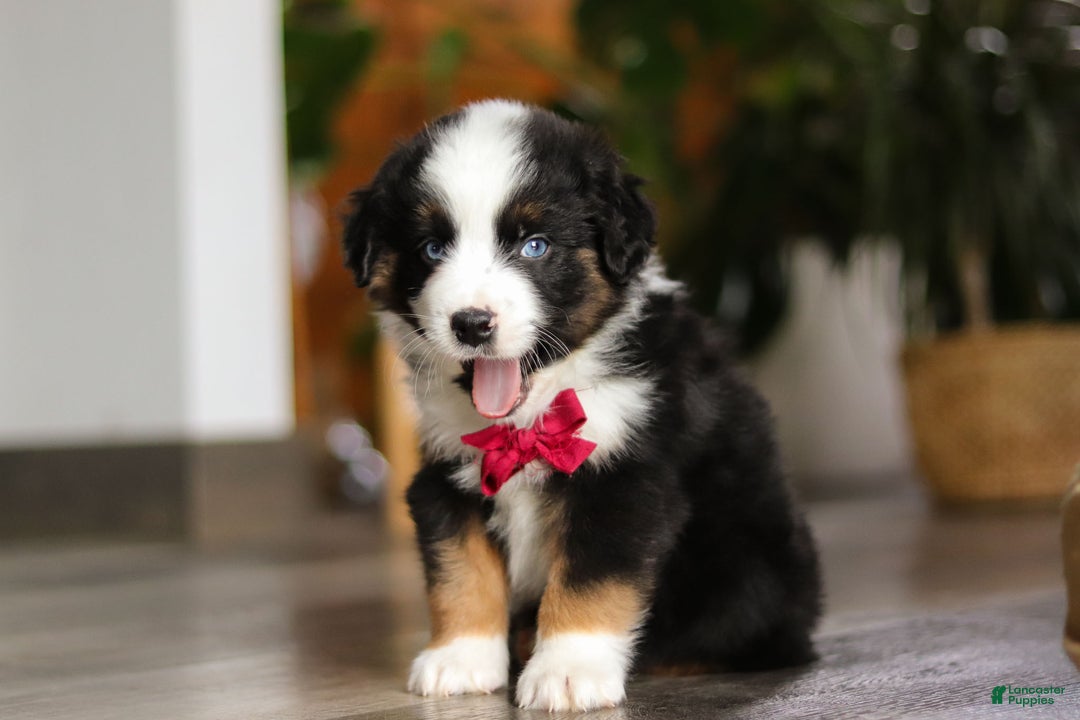 Miniature Australian Shepherd dogs for sale: Dubai - Ad 7