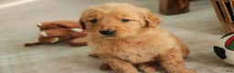 Golden Retriever dogs for sale: Sarge - AKC  - Ad 11