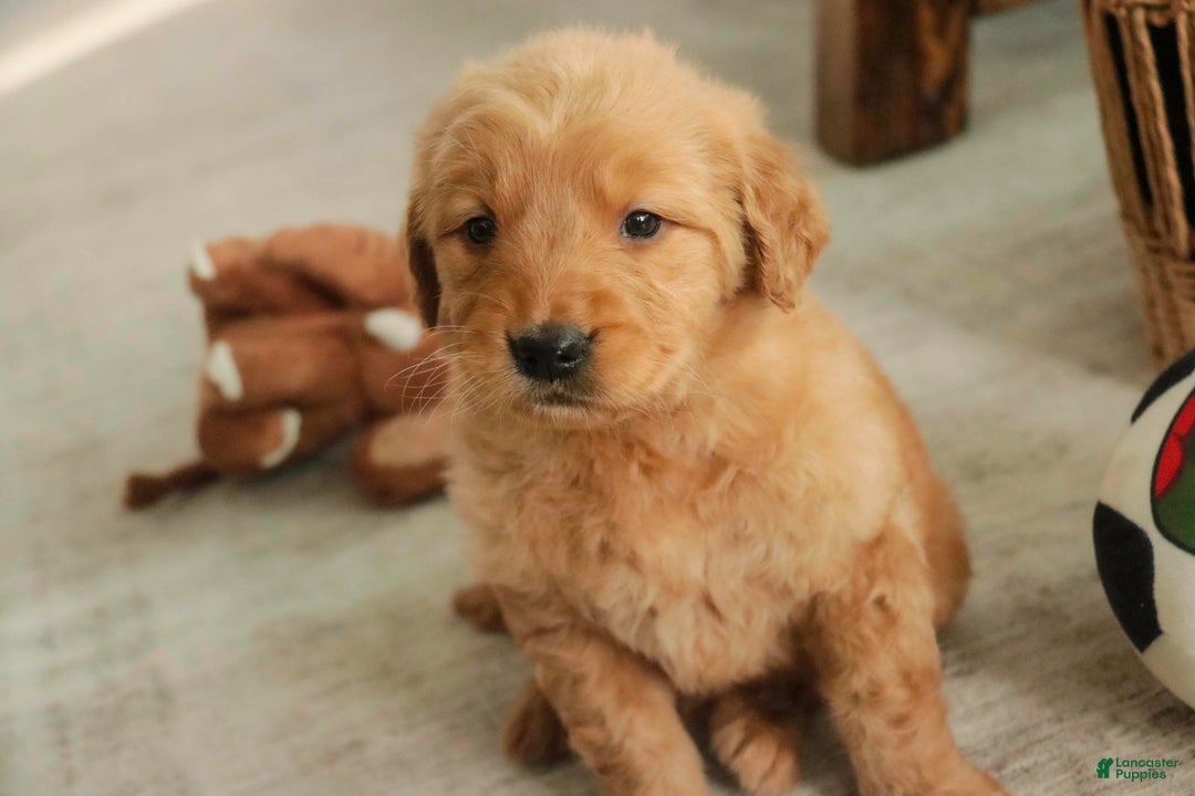 Golden Retriever dogs for sale: Sarge - AKC  - Ad 11