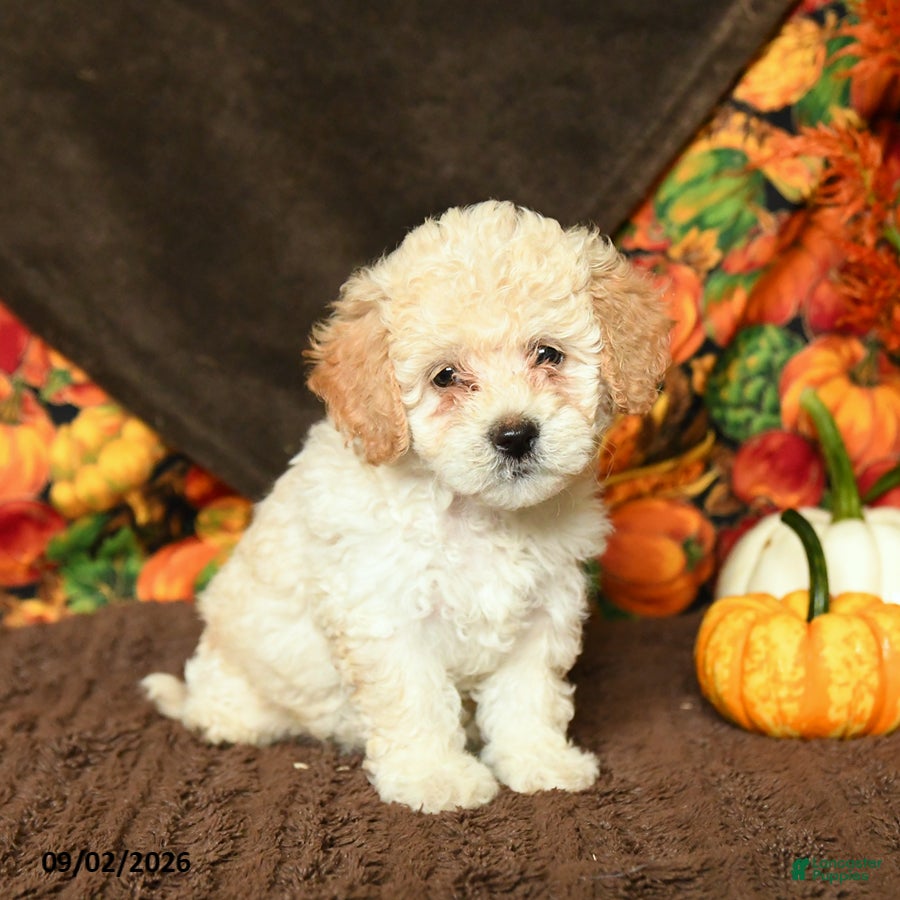 Maltipoo dogs Barbie - Ad 2