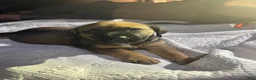 American Pit Bull Terrier dogs for sale: American Pit Bull Terrier 2 - Ad 1