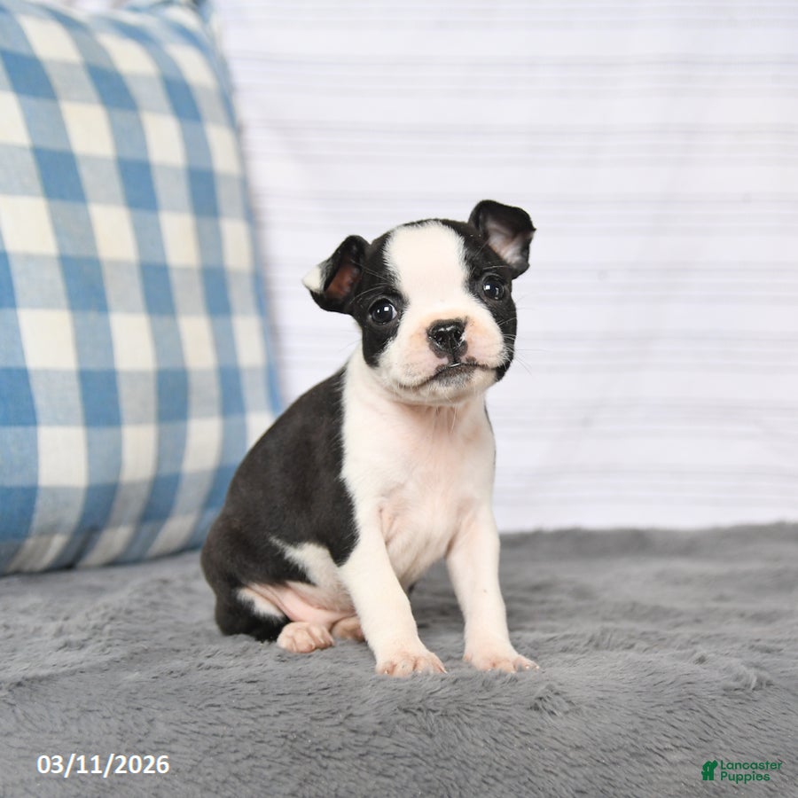 Boston Terrier dogs Ruby - Ad 1