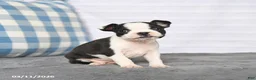 Boston Terrier dogs for sale: Ruby - Ad 1